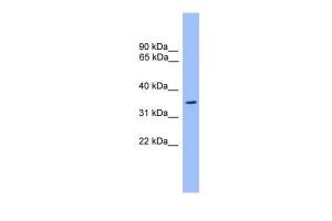 Anti-OR2C3 Rabbit Polyclonal Antibody