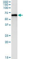 Anti-PAK1 Mouse Monoclonal Antibody [clone: 4D1]