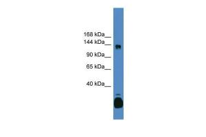 Anti-C10orf12 Rabbit Polyclonal Antibody