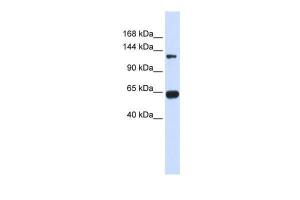 Anti-RGS22 Rabbit Polyclonal Antibody