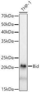 Western blot analysis of THP-1, using Anti-Bid Antibody [ARC59702] (A309291) at 1:1,000 dilution The secondary antibody was Goat Anti-Rabbit IgG H&L Antibody (HRP) at 1:10,000 dilution Lysates/proteins were present at 25 µg per lane