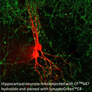 Fluorescent nerve terminal probes and staining kits