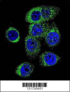 Anti-CASP12 Rabbit Polyclonal Antibody (FITC (Fluorescein Isothiocyanate))