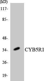 Western blot analysis of the lysates from K562 cells using Anti-CYB5R1 Antibody