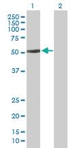 Anti-BTBD1 Mouse Polyclonal Antibody