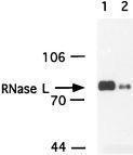 Anti-RNASEL Mouse Monoclonal Antibody [clone: 2E9]