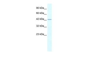 Anti-RUVBL2 Rabbit Polyclonal Antibody