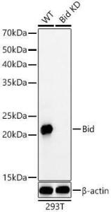 Western blot analysis of extracts from wild type(WT) and Bid Rabbit mAb knockdown (KD) 293T(KD) cells, using Anti-Bid Antibody [ARC59702] (A309291) at 1:1,000 dilution