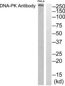 Western blot analysis of lysates from HeLa cells using Anti-DNA-PK Antibody. The right hand lane represents a negative control, where the Antibody is blocked by the immunising peptide