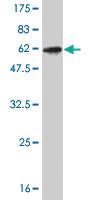 Anti-CLIC1 Mouse Monoclonal Antibody [clone: 2D4]