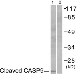 Western blot analysis of lysates from NIH/3T3 cells, treated with Etoposide 25uM 60' using Anti-Caspase 9 (cleaved Asp353) Antibody. The right hand lane represents a negative control, where the antibody is blocked by the immunising peptide.