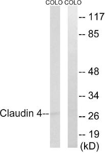 Anti-Claudin 4 antibody