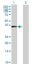 Anti-JAM2 Mouse Polyclonal Antibody