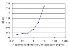 Anti-CDC123 Polyclonal Antibody Pair