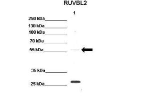 Anti-RUVBL2 Rabbit Polyclonal Antibody