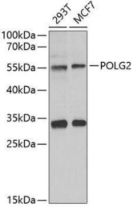 Western blot analysis of extracts of various cell lines, using Anti-POLG2 Antibody (A9973) at 1:1,000 dilution. The secondary antibody was Goat Anti-Rabbit IgG H&L Antibody (HRP) at 1:10,000 dilution.