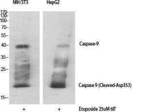 Western blot analysis of various cells using Anti-Caspase 9 (cleaved Asp353) Antibody