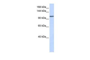 Anti-WDR63 Rabbit Polyclonal Antibody