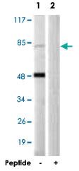 Anti-HSP90AB1 Rabbit Polyclonal Antibody