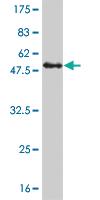 Anti-KIF26A Mouse Monoclonal Antibody [clone: 3C10]