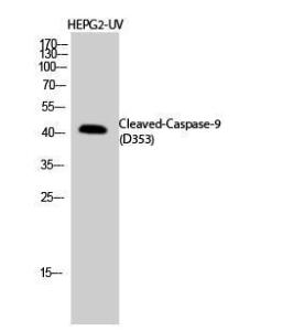 Western blot analysis of HEPG2 UV cells using Anti-Caspase 9 (cleaved Asp353) Antibody