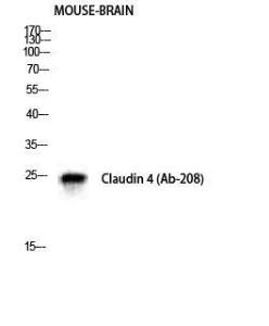 Anti-Claudin 4 antibody