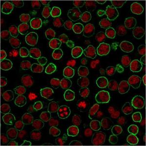 Immunofluorescent analysis of paraformaldehyde fixed Raji cells stained with Anti-CD45RB Antibody [PTPRC/2877R] followed by Goat Anti-Rabbit IgG (CF&#174; 488) (Green). Counterstain is Phalloidin (Red)