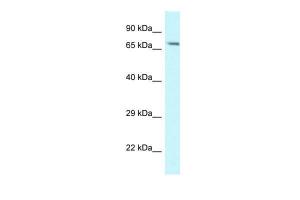 Anti-Man1a Rabbit Polyclonal Antibody