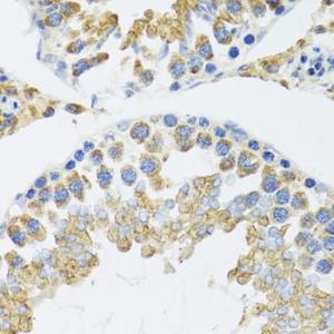 Immunohistochemistry analysis of paraffin-embedded mouse testis using Anti-POLG2 Antibody (A9973) at a dilution of 1:100 (40x lens). Perform microwave antigen retrieval with 10 mM PBS buffer pH 7.2 before commencing with IHC staining protocol.