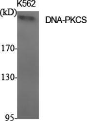 Western blot analysis of various cells using Anti-DNA-PK Antibody