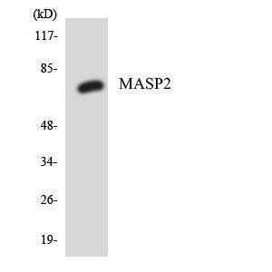 Anti-MASP2 Rabbit Polyclonal Antibody