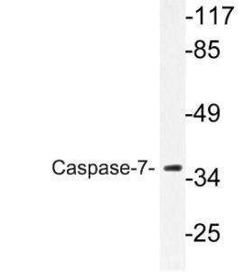 Western blot analysis of lysate from HT 29cells using Anti-Caspase-7 Antibody