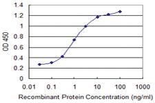 Anti-SPA17 Mouse Monoclonal Antibody [clone: 3B6]