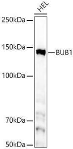 Anti-Bub1 Rabbit Monoclonal Antibody [clone: ARC59688]