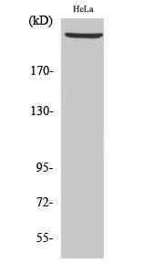 Western blot analysis of HeLa cells using Anti-DNA-PK Antibody