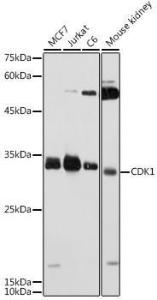 Western blot analysis of extracts of various cell lines, using Anti-CDK1 Antibody (A305460) at 1:1,000 dilution