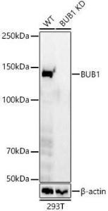 Anti-Bub1 Rabbit Monoclonal Antibody [clone: ARC59688]