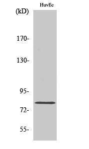 Western blot analysis of various cells using Anti-RAD17 Antibody