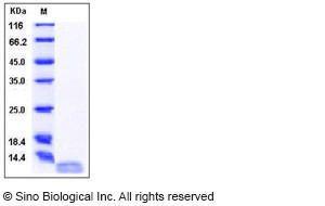 Recombinant Human IL-13 Protein