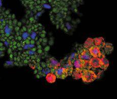 This antibody is suitable for all immunoassay applications. The optimal working dilution should be determined by the investigator.