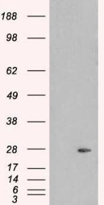 Antibody anti-PLDN 100 µg