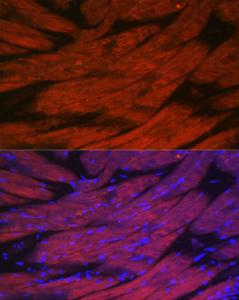 Immunofluorescence analysis of mouse skeletal muscle cells using Anti-CACNA1S Antibody (A309295) at a dilution of 1:50 (40x lens). DAPI was used to stain the cell nuclei (blue)