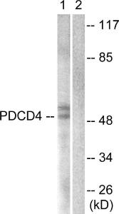 Western blot analysis of lysates from 293 cells using Anti-PDCD4 Antibody. The right hand lane represents a negative control, where the antibody is blocked by the immunising peptide.