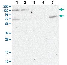 Anti-MATR3 Rabbit Polyclonal Antibody