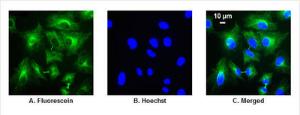 5(6)-Carboxyfluorescein N-hydroxysuccinimide ester ≥90% (par HPLC) colorant fluorescent, Pierce™