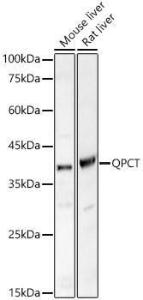 Western blot analysis of various lysates, using Anti-Glutaminyl cyclase Antibody (A9977) at 1:2,500 dilution