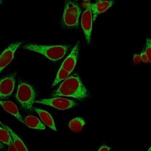 Immunofluorescent analysis of HeLa cells stained with Anti-Calnexin Antibody [CANX/1541] (CF&#174; 488) (Green). Nuclear counterstain is RedDot