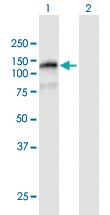 Anti-FAM120B Mouse Polyclonal Antibody