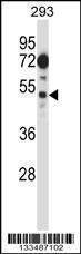 Anti-FIZ1 Rabbit Polyclonal Antibody (FITC (Fluorescein Isothiocyanate))