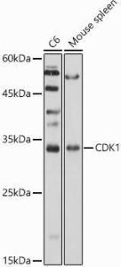 Western blot analysis of extracts of various cell lines, using Anti-CDK1 Antibody (A305460) at 1:1,000 dilution